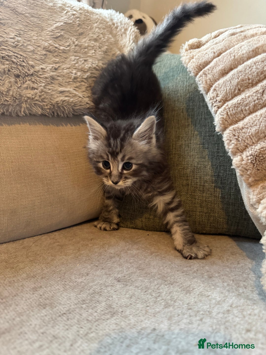 Ragcoon cats for sale: 6 beautiful boy Mainecoon x ragdoll kittens  - Advert 19