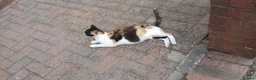 Domestic Shorthair cats for sale: Black and white kitten and mother  - Advert 4