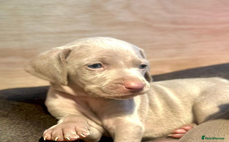 Weimaraner dogs - Advert 1