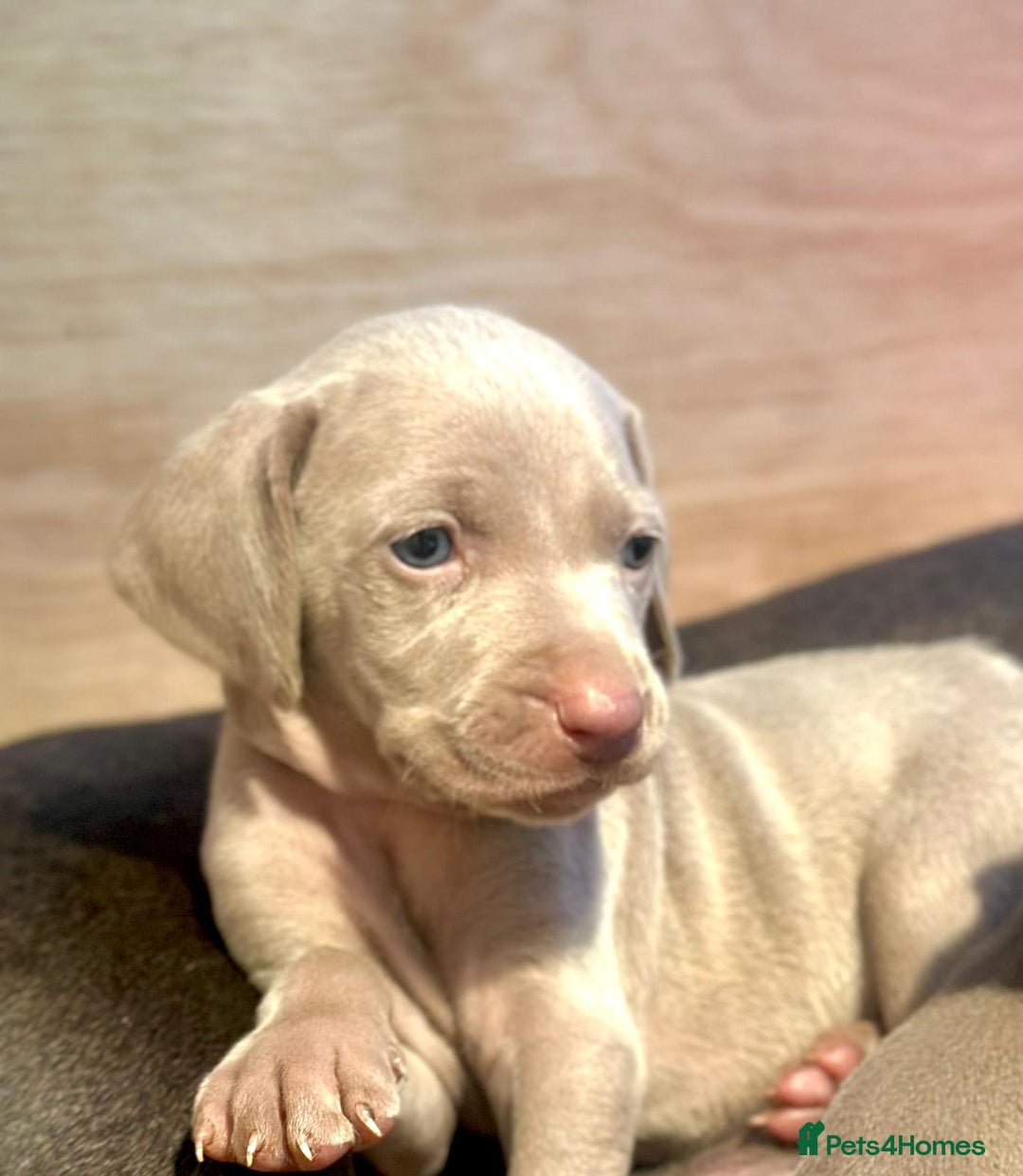 Weimaraner dogs for sale: ✨KC Reg Pups from Champion Bloodlines ✨ - Image 1