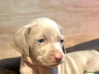 Weimaraner dogs - Advert 6