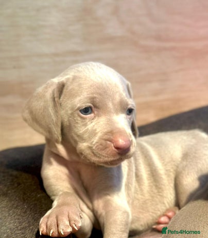 Weimaraner dogs - Advert 1