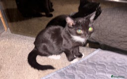 Mixed Breed cats for sale: 3x tuxedo 1x all black kittens - Image 32
