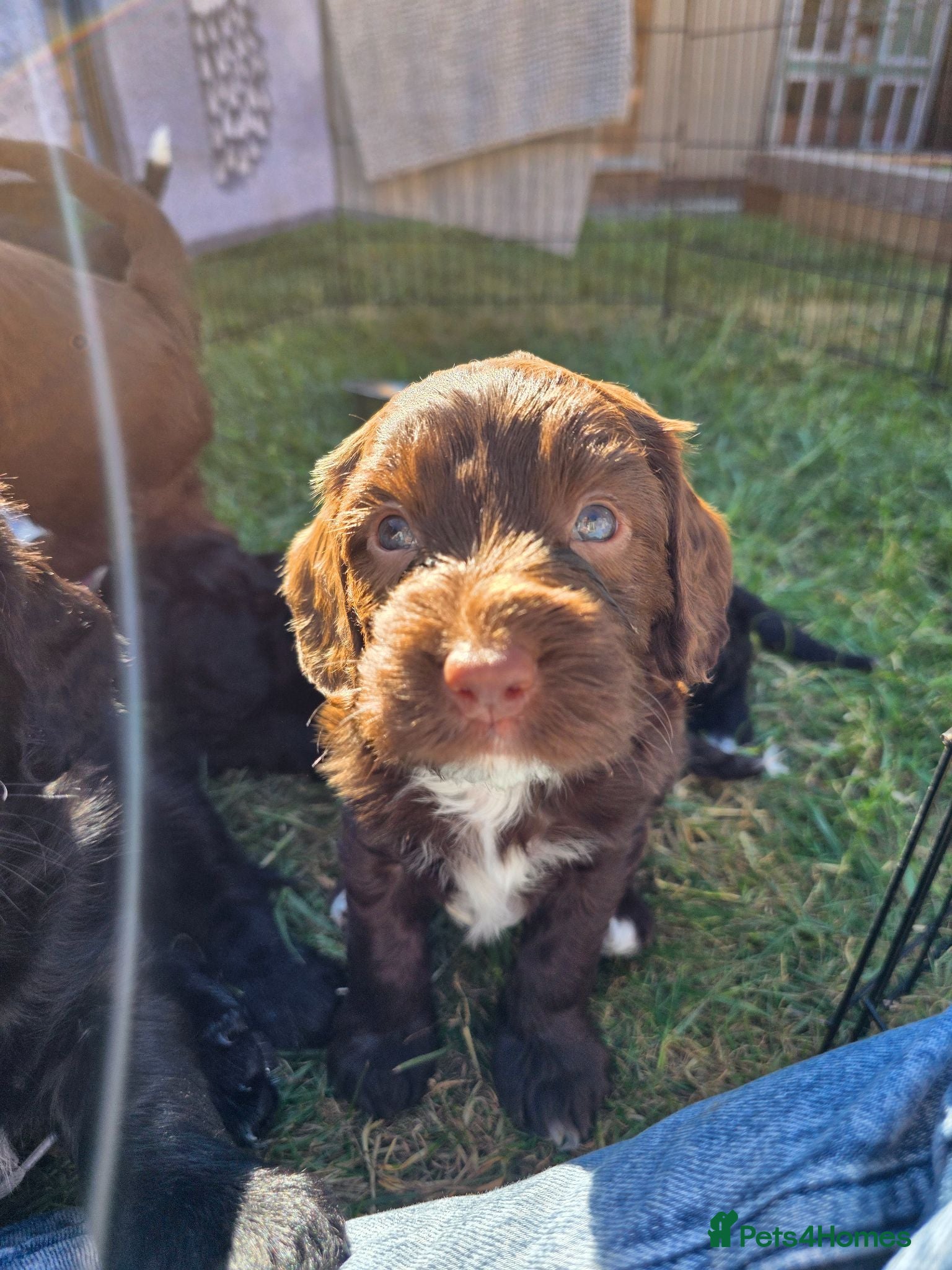 Mixed Breed dogs Bordoodle X Springer Spaniel puppies  - Advert 18