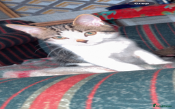 Mixed Breed cats for sale: 15/15 week old kitten  - Image 2