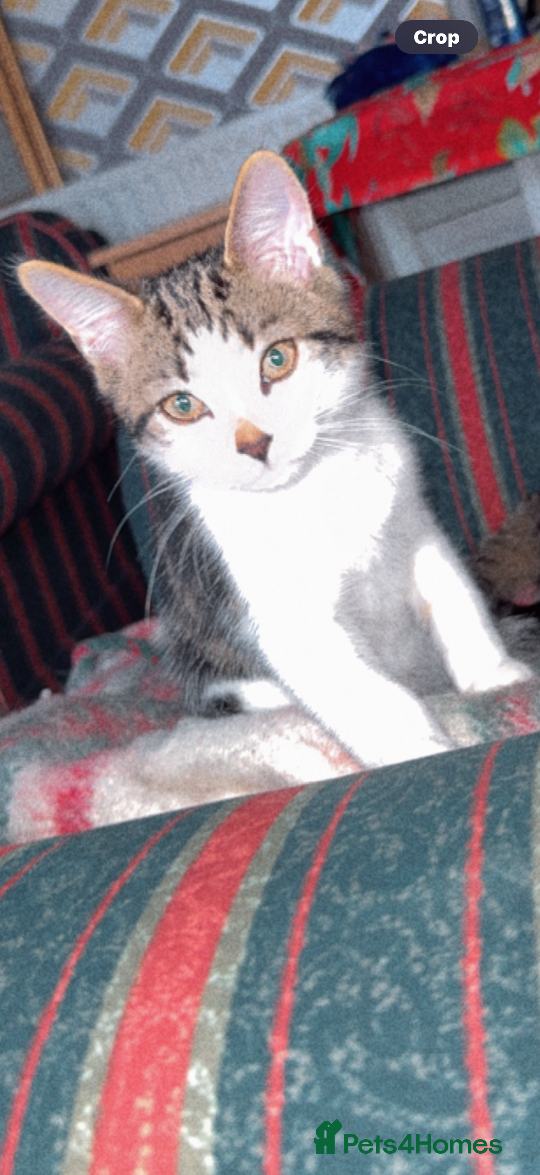 Mixed Breed cats for sale: 15/15 week old kitten  - Image 2