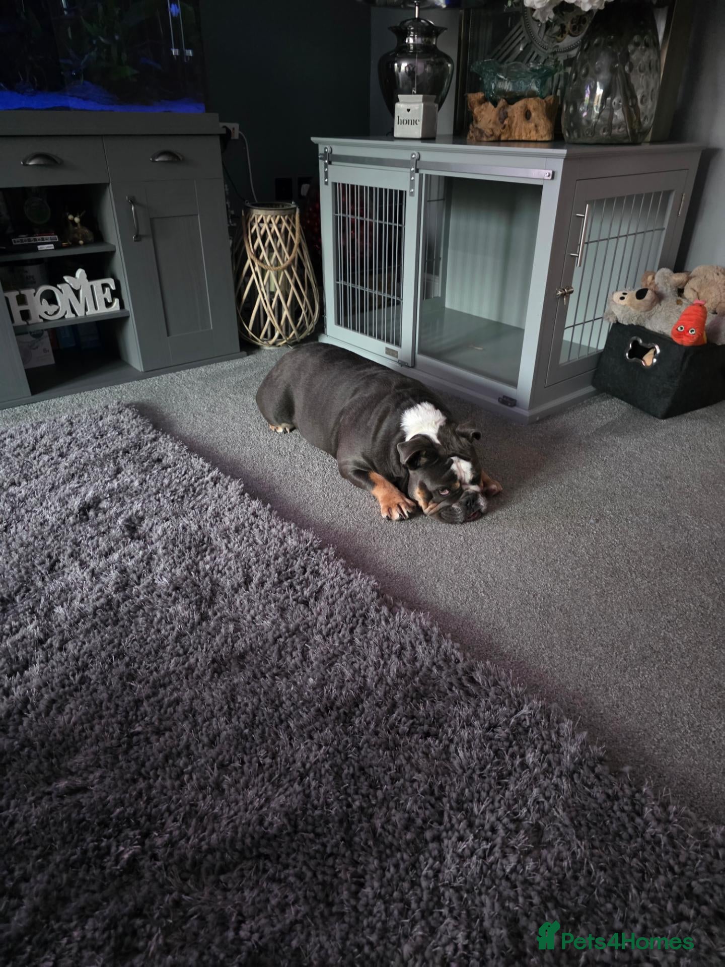 English Bulldog dogs Ralph - Advert 3