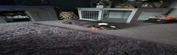 English Bulldog dogs for sale: Ralph in Dunmow - Advert 1