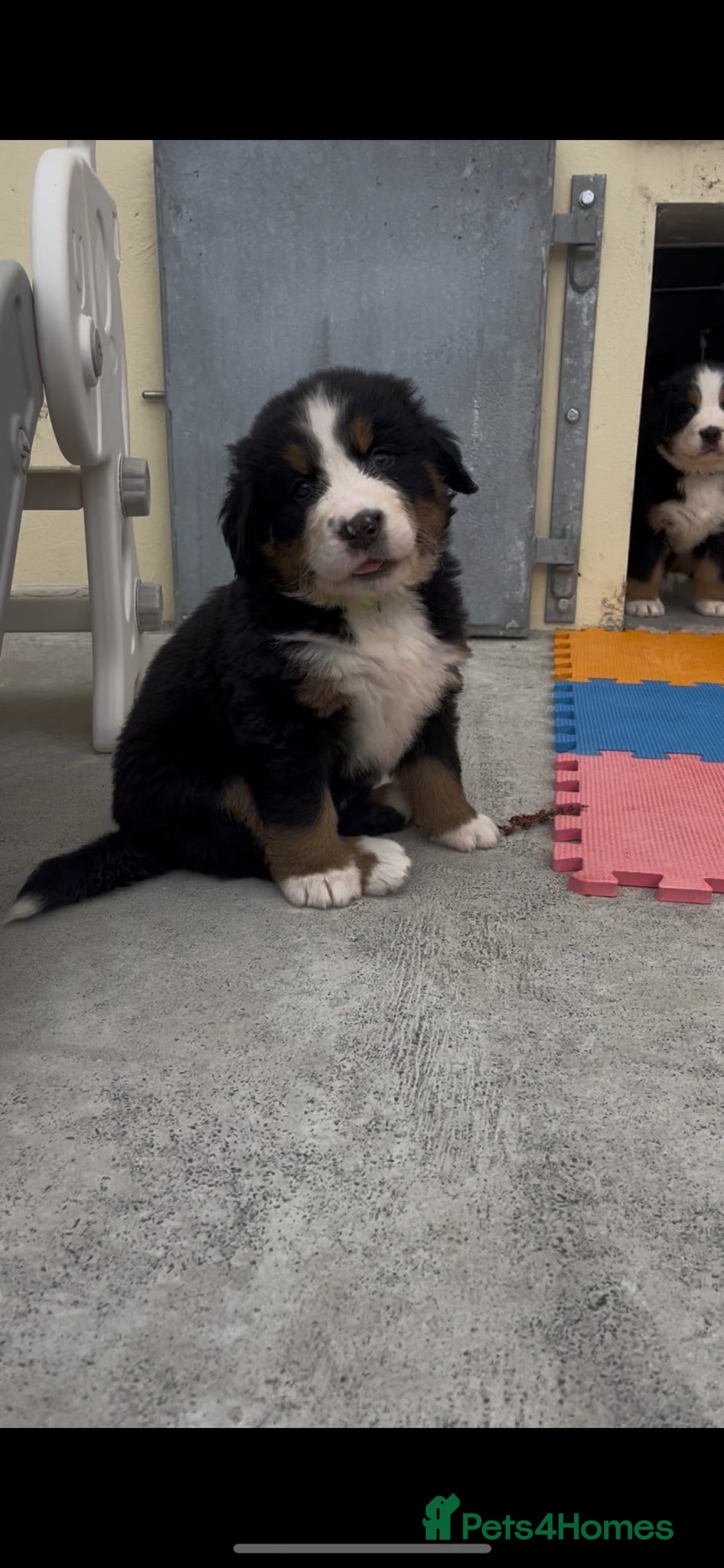 Bernese Mountain Dog dogs Bernese Mountain Dog Puppies - waiting list - Advert 2