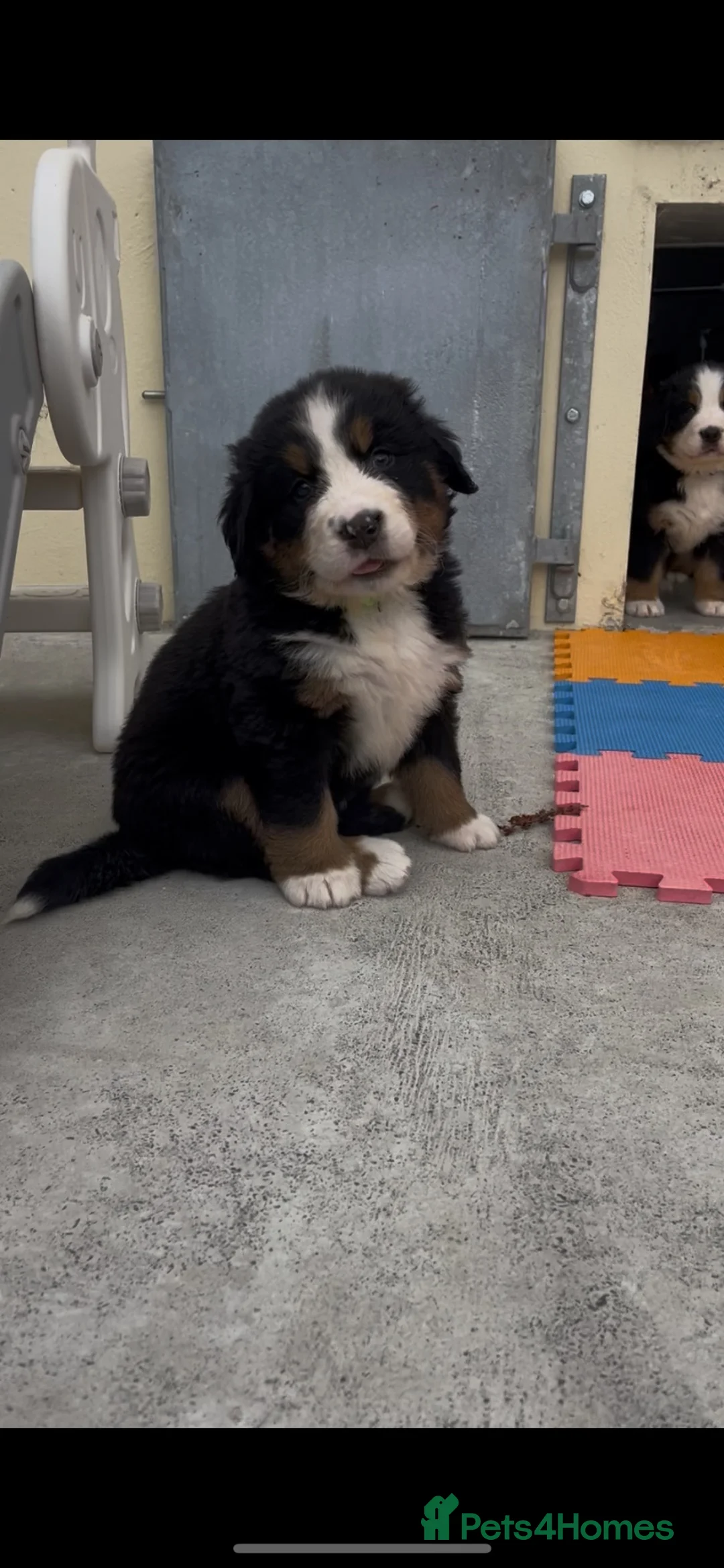 Bernese Mountain Dog dogs for sale: Bernese Mountain Dog Puppies - waiting list - Advert 2