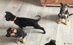 German Shepherd dogs for sale: German Shepherd puppies - Image 5