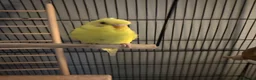 Budgerigars birds for sale: Two beautiful male and female bonded budgies in Barnsley - Advert 4