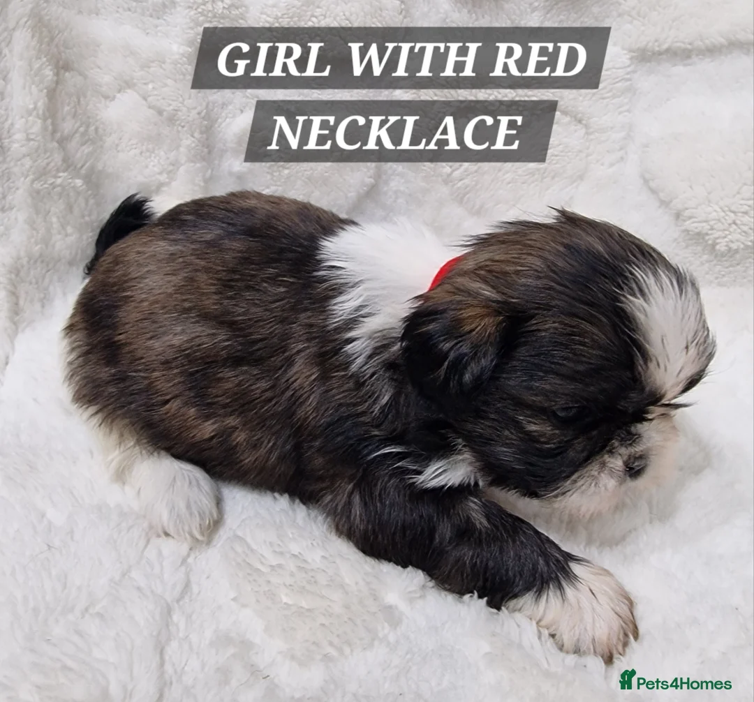 Shih Tzu dogs for sale: Pure breed Shih Tzu puppy - Advert 27