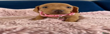 Miniature Dachshund 5 pink collar 