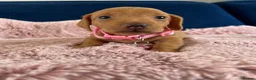 Miniature Dachshund dogs for sale: Beautiful pedigree KC miniature dachshund puppies  - Advert 6