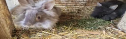 Lionhead rabbits for sale: Cute fluffy friendly lionhead babies-2boys left - Advert 14