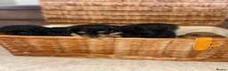 Jackapoo dogs for sale: F1 jackapoo puppies in Chertsey - Advert 18
