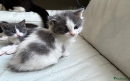 Mixed Breed cats for sale: Kittens for sale - Image 21