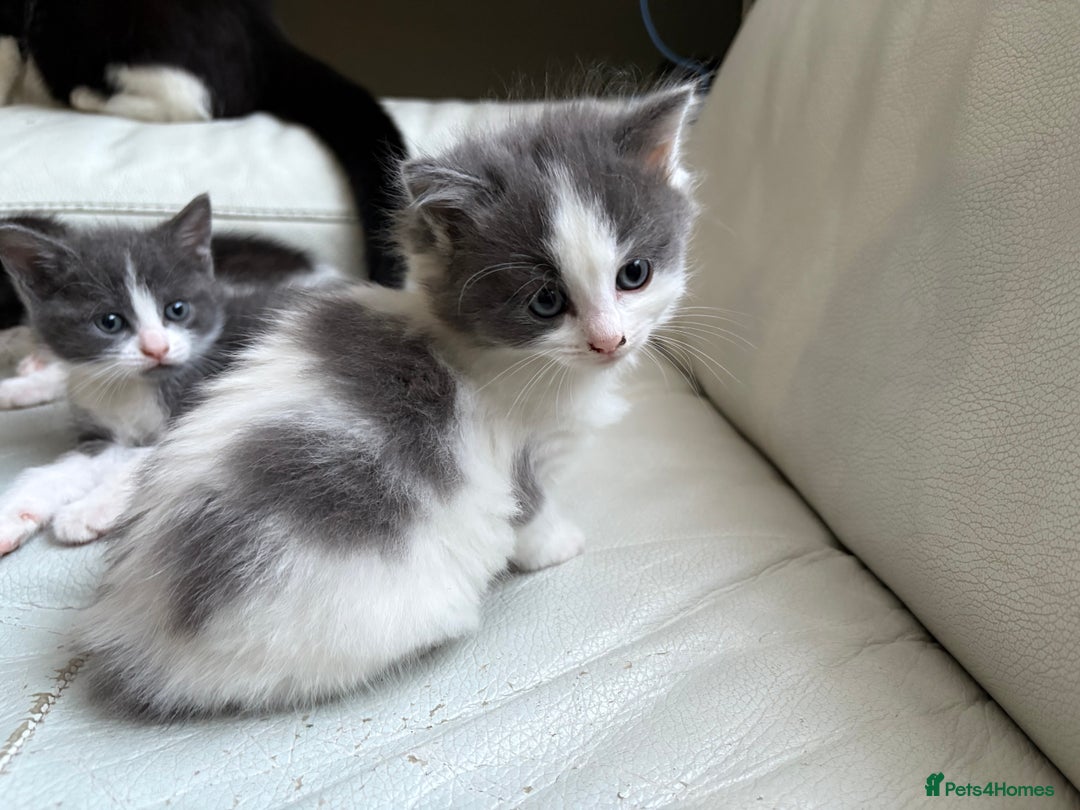 Mixed Breed cats for sale: Kittens for sale - Image 21