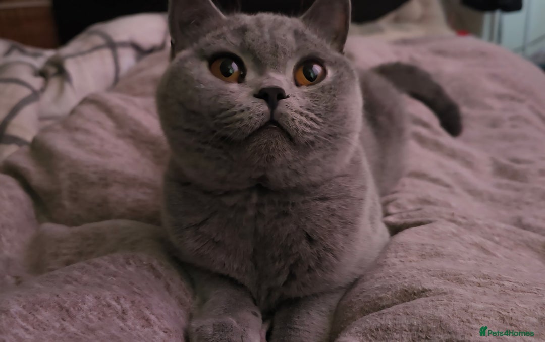 British Shorthair cats for sale: Gorgeous blue girl - rare opportunity - Image 3