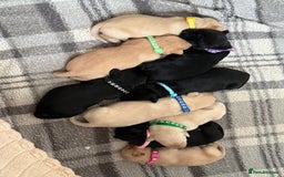 Labrador Retriever dogs for sale: 9 Adorable Labrador Puppies! - Image 1
