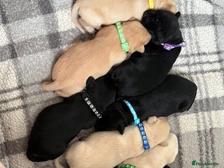 Labrador Retriever dogs for sale - Advert 1
