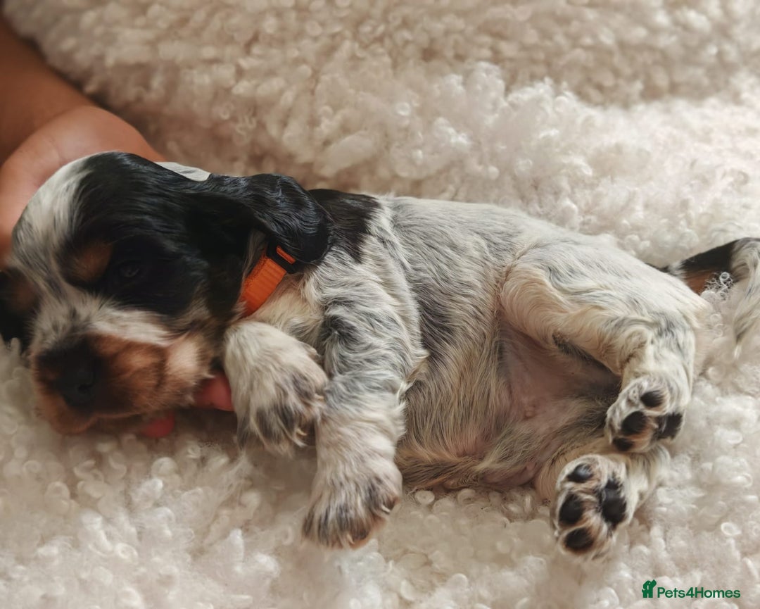 Cocker Spaniel dogs for sale: Kc show cocker spaniel puppies  - Image 21