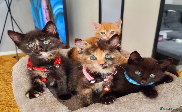 Mixed Breed cats - Advert 5