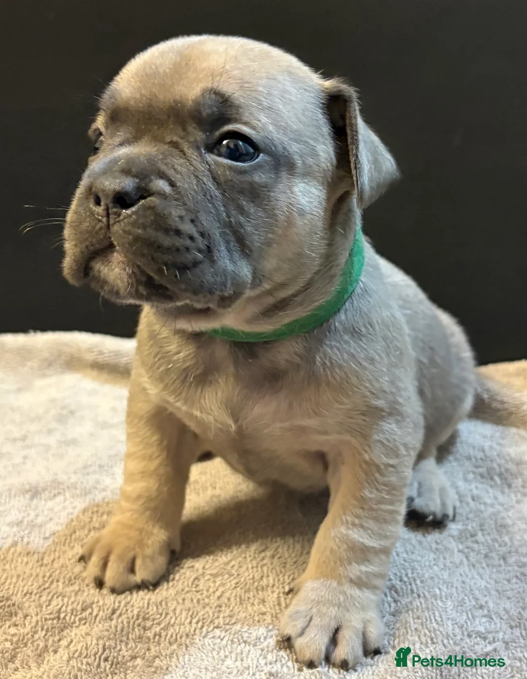 Mixed Breed dogs for sale: Frenchie mix - Advert 35