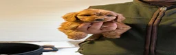 Cockapoo dogs for sale: Cockapoo puppies - Advert 7