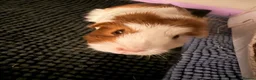 Guinea Pig rodents for sale: 2 female guinea pigs & whole set up  in Sutton-in-Ashfield - Advert 3