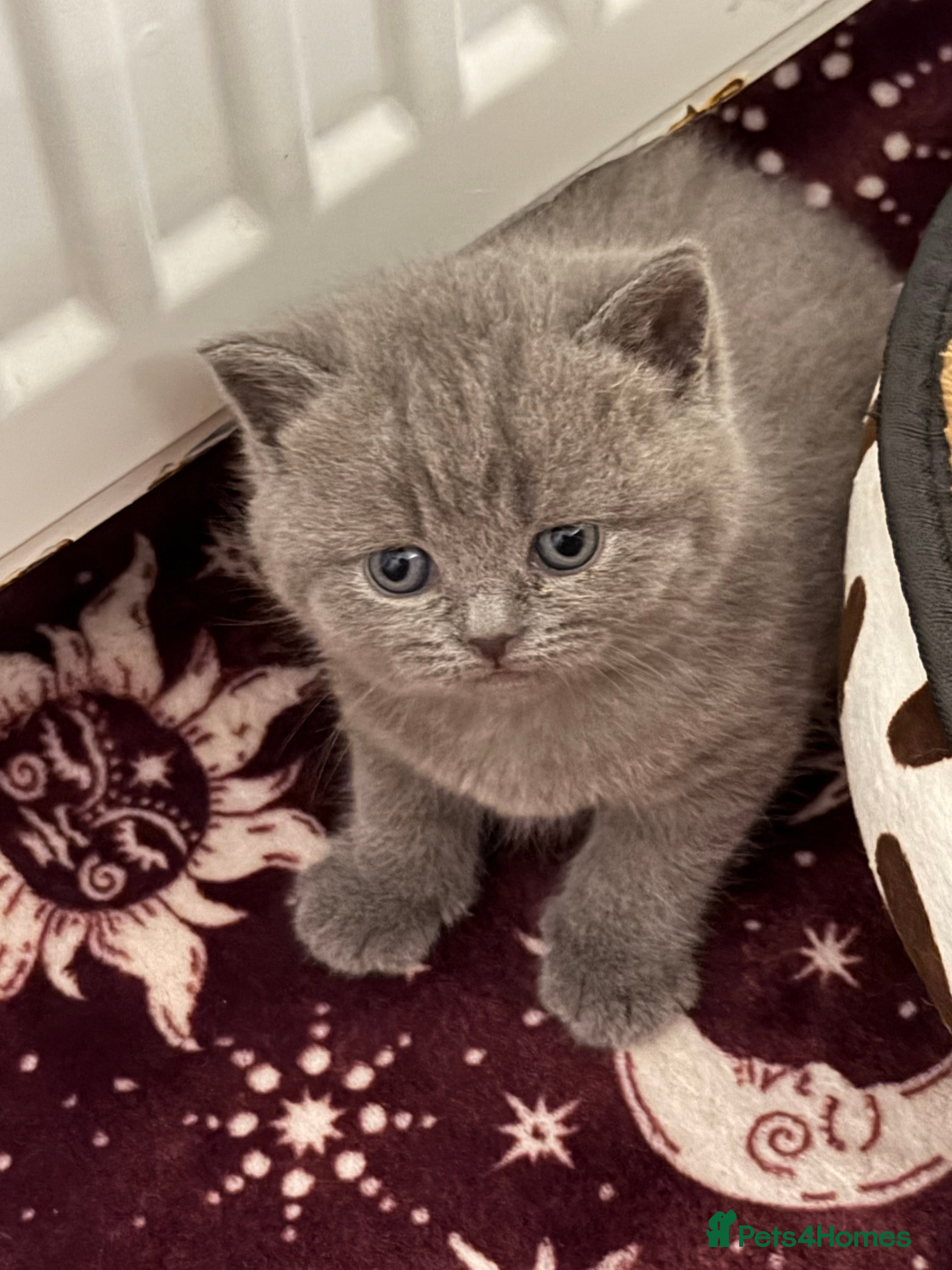 British Shorthair cats BSH Litter of 4 kittens 💙🧡💛💜 - Advert 2