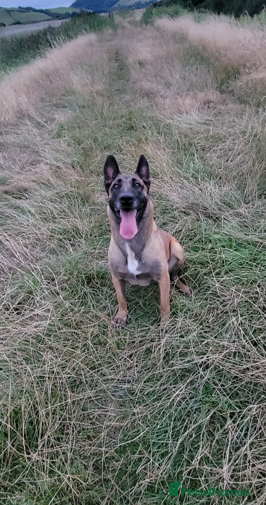 Belgian Shepherd Dog dogs for sale: Belgian malinois cross Czech Shepherd  - Image 1