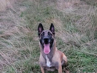 Belgian Shepherd Dog dogs - Advert 2