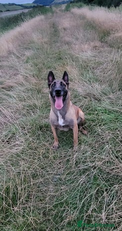 Belgian Shepherd Dog dogs - Advert 5