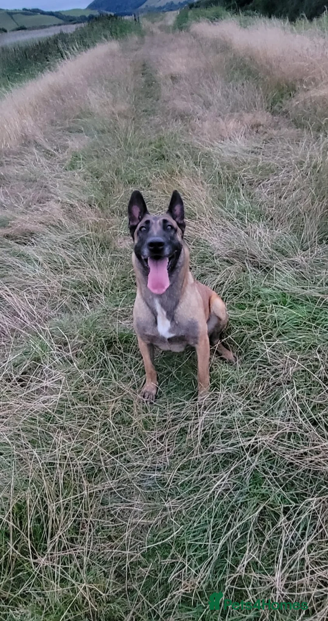 Belgian Shepherd Dog dogs for sale: Belgian malinois cross Czech Shepherd  - Advert 2