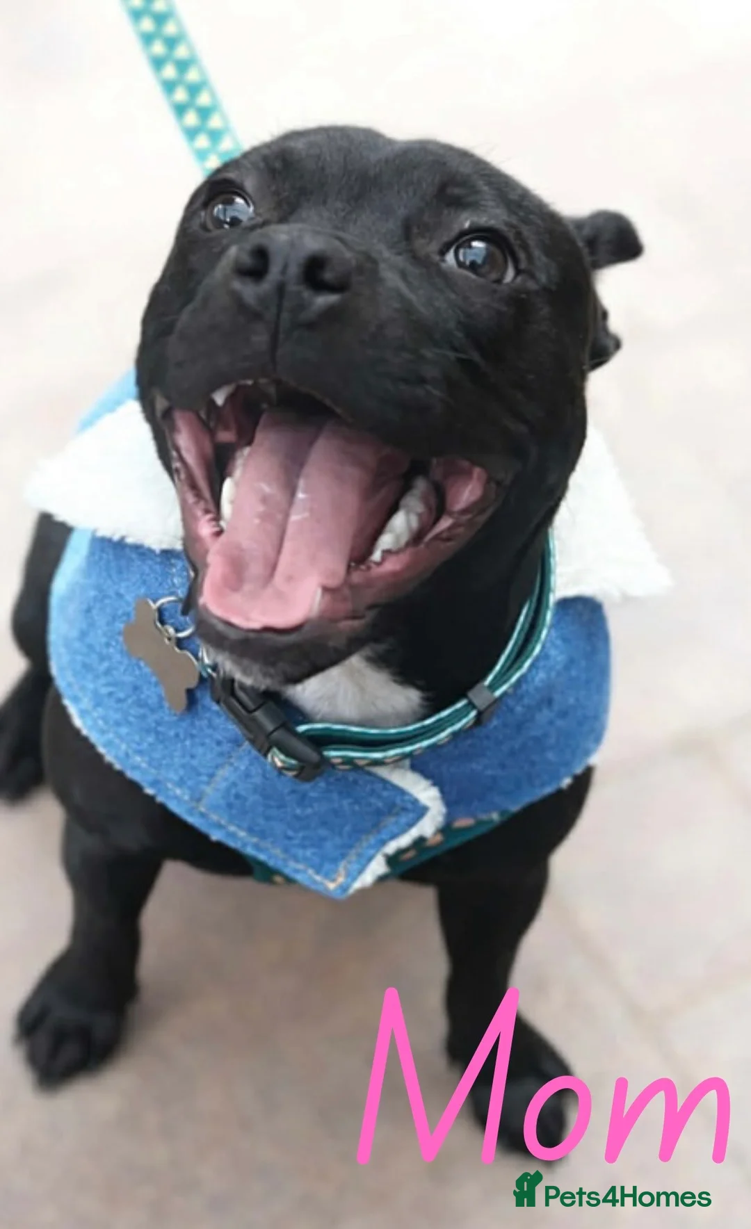 Staffordshire Bull Terrier dogs for sale: Beautiful staffy pups for sale  - Advert 1