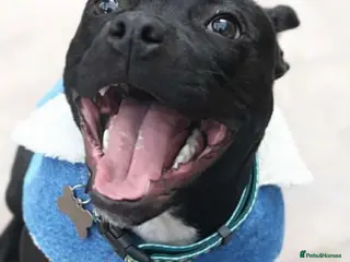 Staffordshire Bull Terrier dogs Beautiful staffy pups for sale - Advert 1