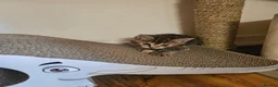 Mixed Breed cats for sale: Two adorable long fur kittens for sale in Telford - Advert 2