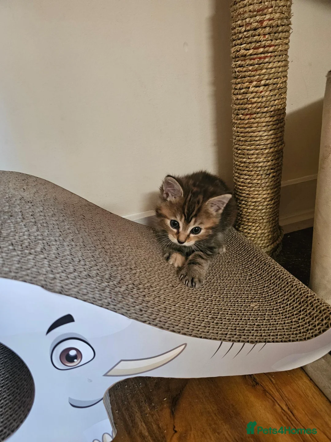 Mixed Breed cats for sale: Two adorable long fur kittens for sale in Telford - Advert 2
