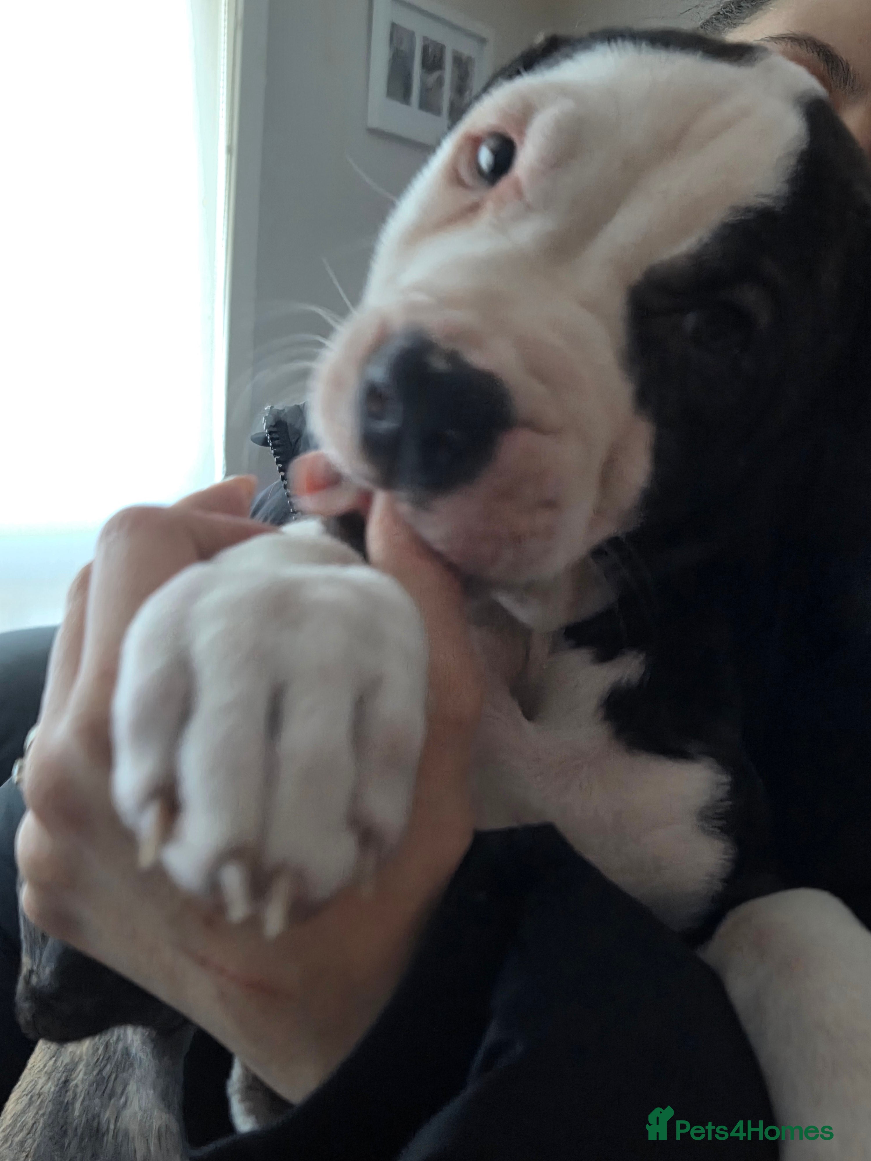 American Bulldog dogs AMERICAN BULLDOG LAST ONE CHIPPED AND VACCINATIONS - Advert 15