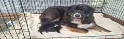 Borador dogs for sale: Lab x Collie Pups - Advert 6