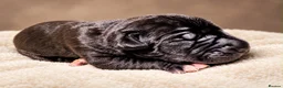 Great Dane dogs for sale: 🐾KC REGISTERED GREAT DANE PUPPIES — NORTHAMPTON🐾 - Advert 24