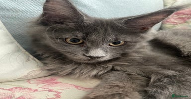 Maine Coon cats - Advert 2