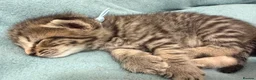 Mixed Breed cats for sale: Gorgeous British Short Hair Cross Baby Lions 🦁  - Advert 3
