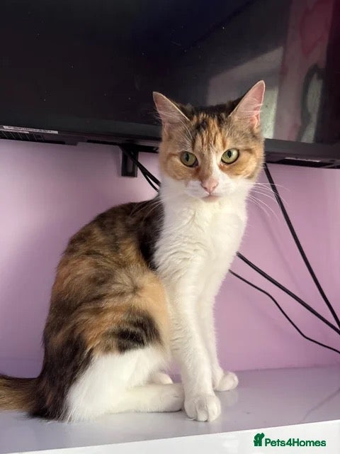 Mixed Breed cats Female kitten  - Advert 19