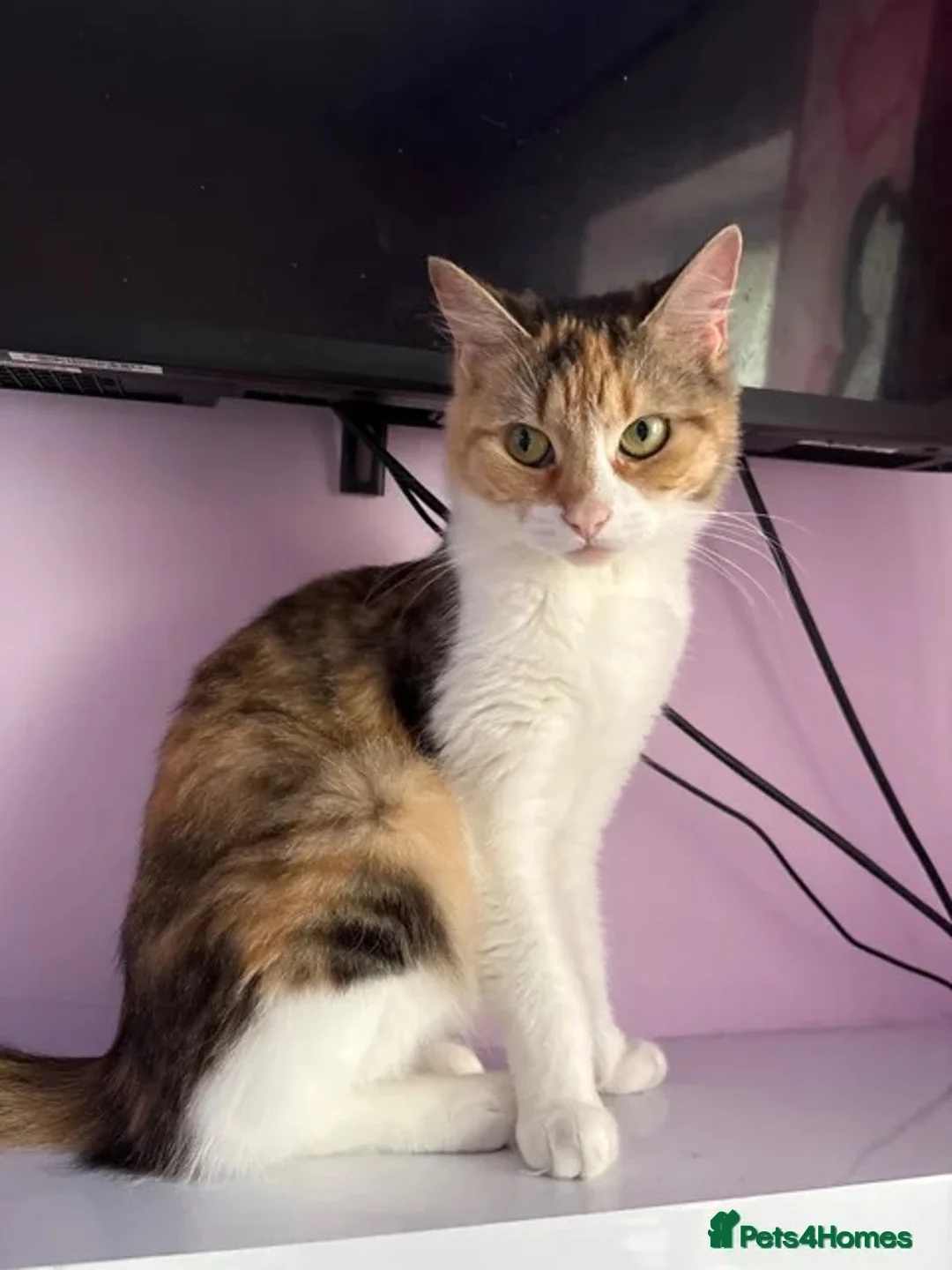 Mixed Breed cats for sale: Female kitten  - Advert 1