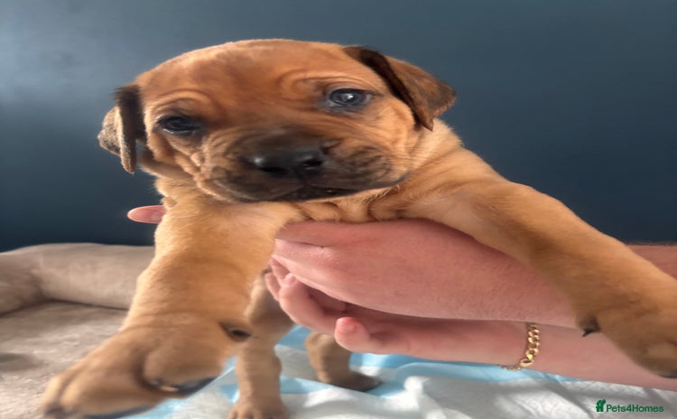 Mixed Breed dogs - Advert 1