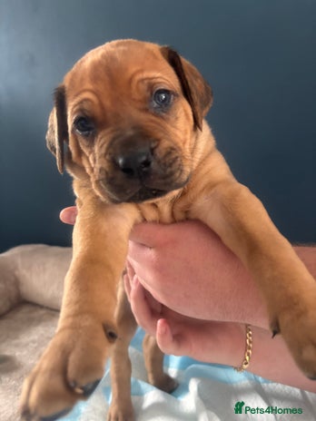 Mixed Breed dogs - Advert 10