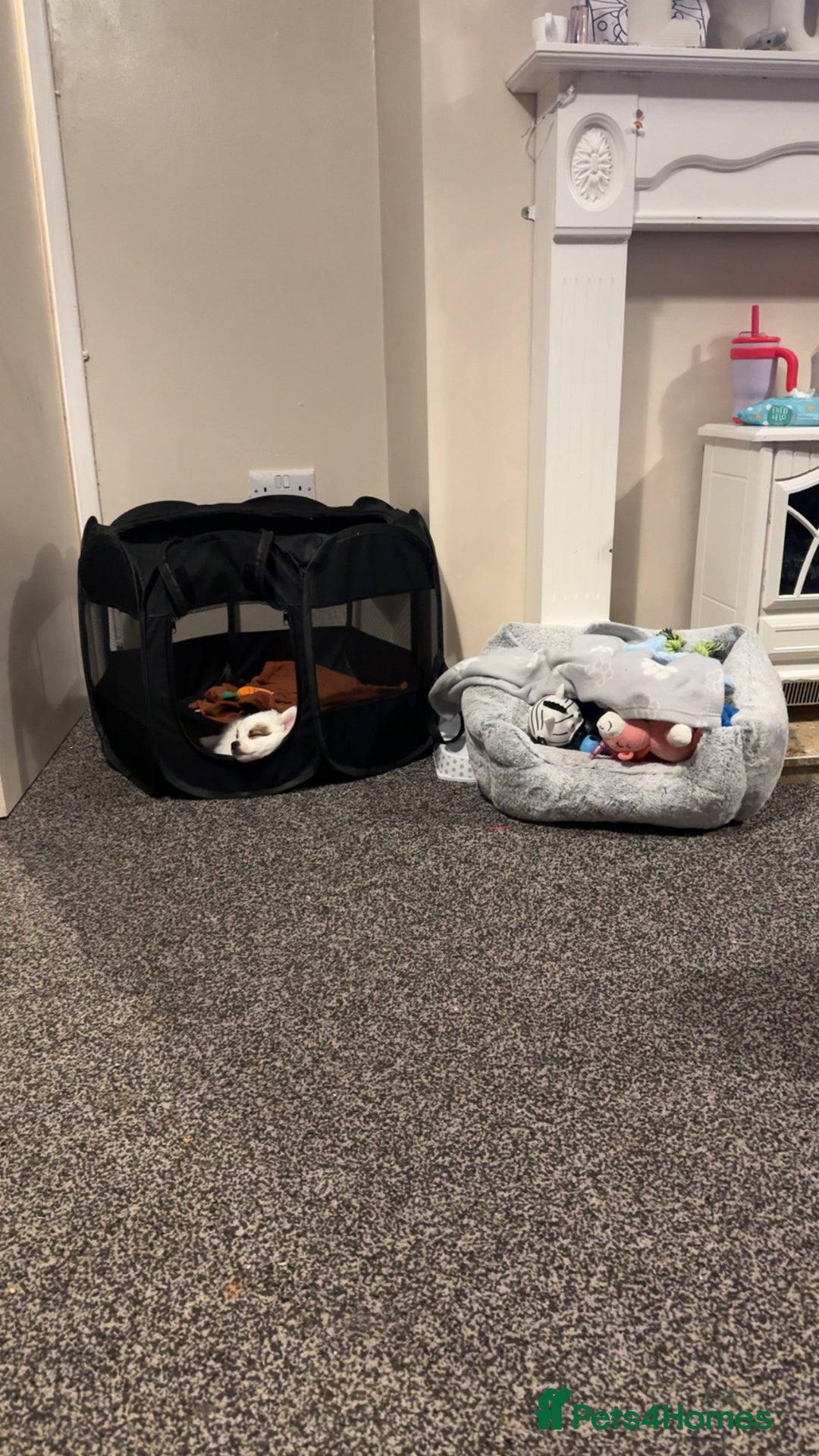 Mixed Breed dogs for sale: chihuahua, Pomeranian jack Russell puppy   - Advert 13